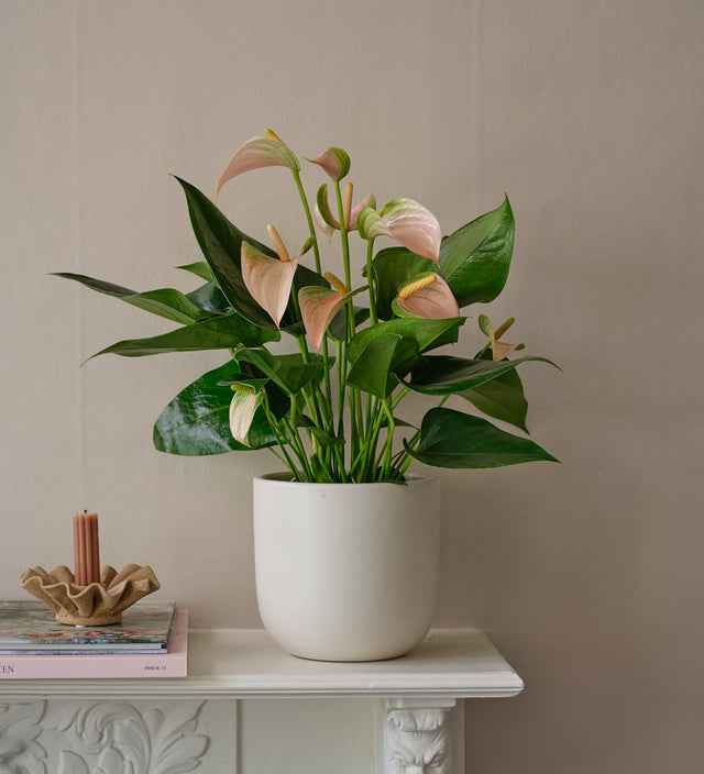 Peach Anthurium