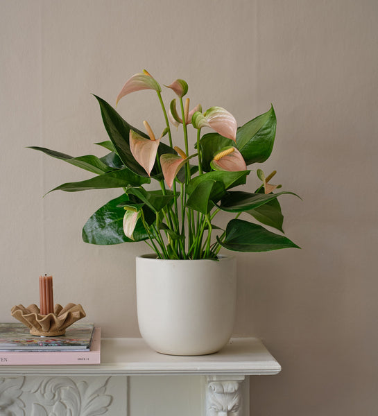 peach anthurium plant Peach Anthurium