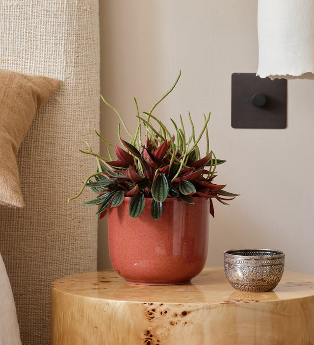 Peperomia Napoli Nights