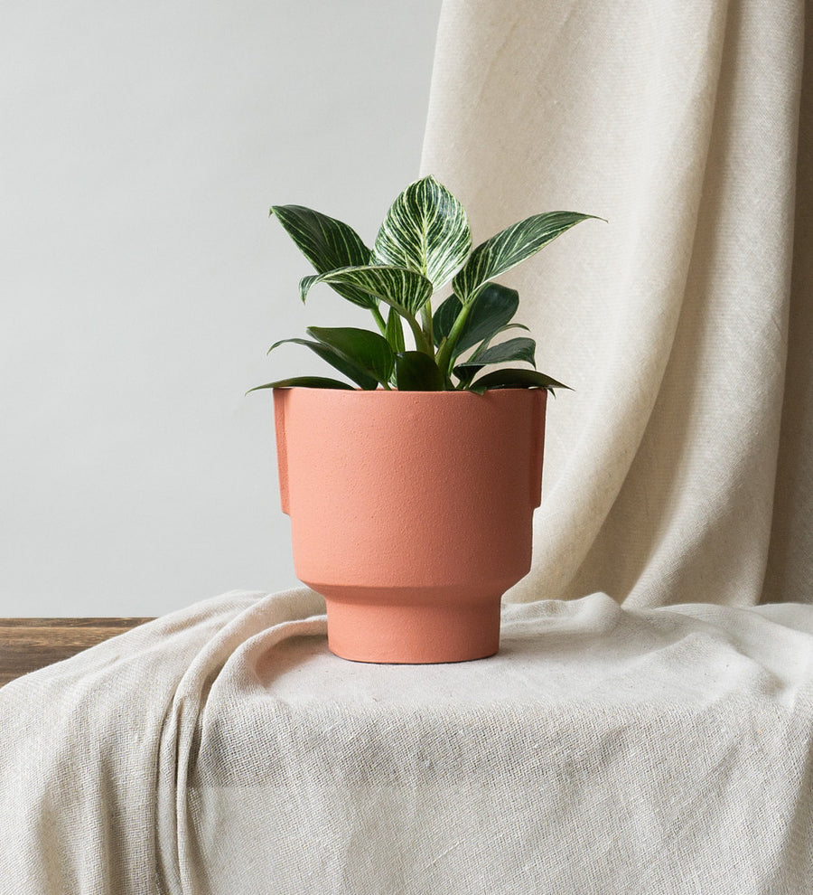 Philodendron Birkin