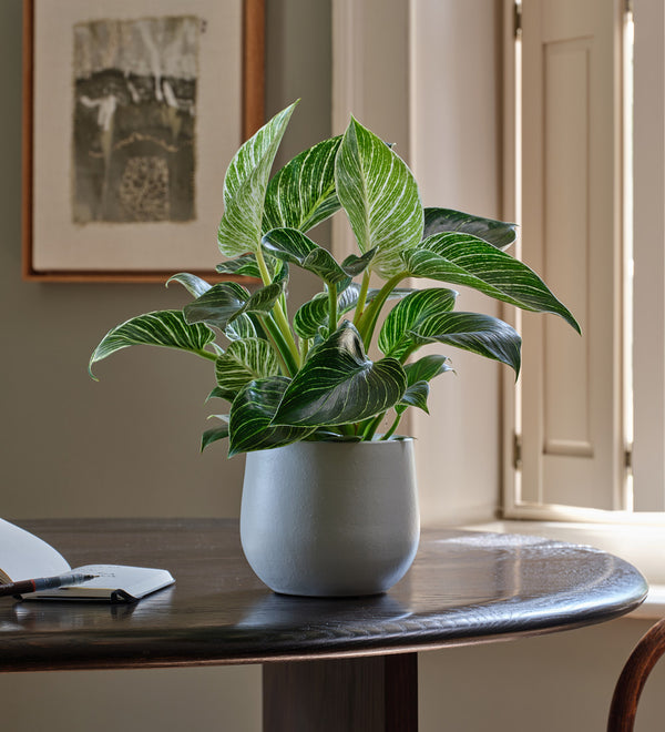Philodendron Birkin