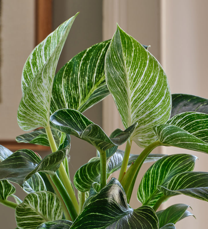 Philodendron Birkin