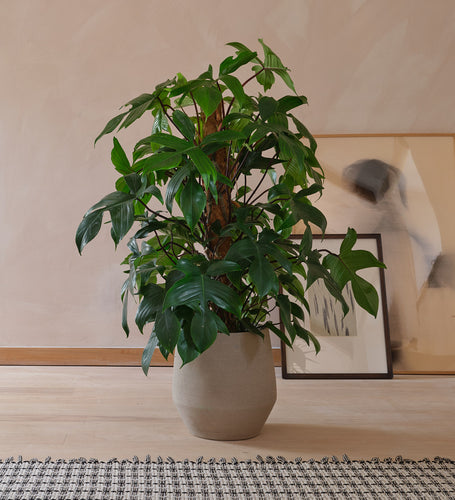 Philodendron Pedatum