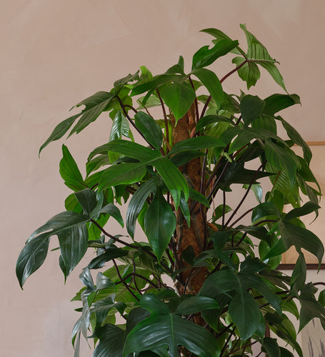 Philodendron Pedatum