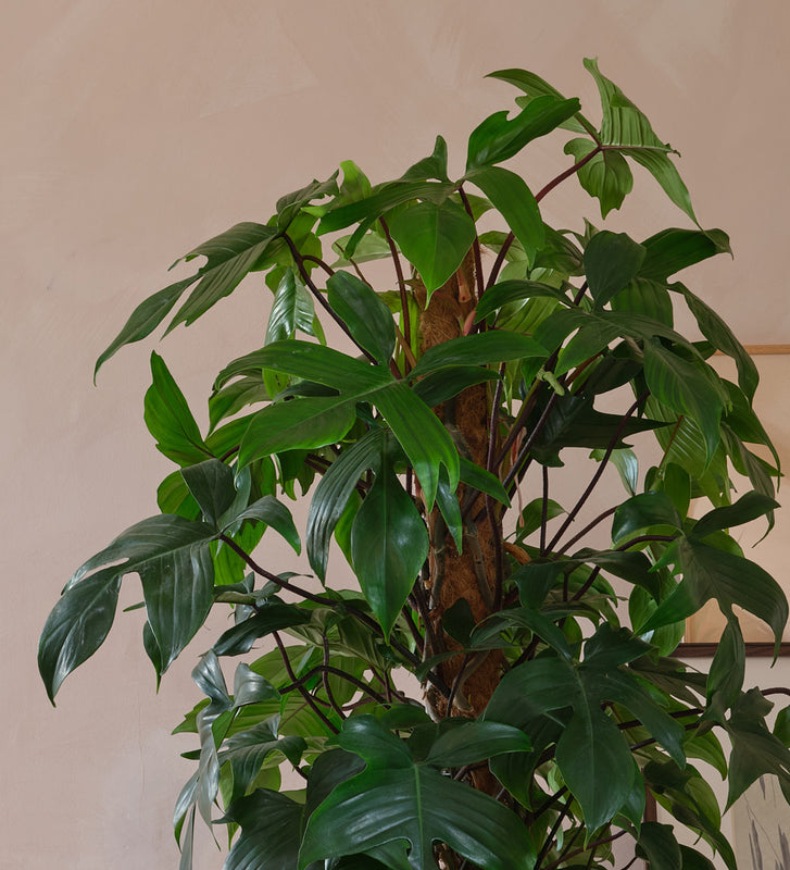 Philodendron Pedatum