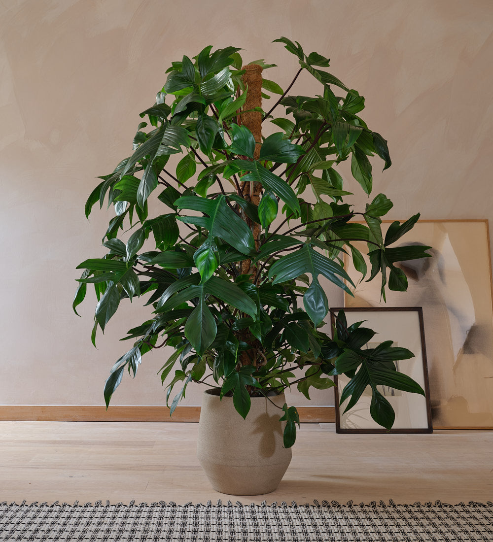 Philodendron Pedatum