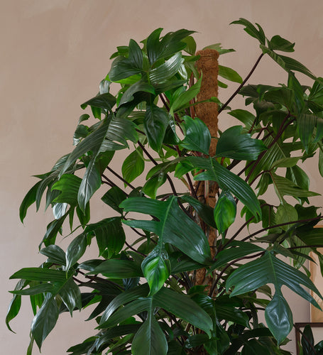 Philodendron Pedatum