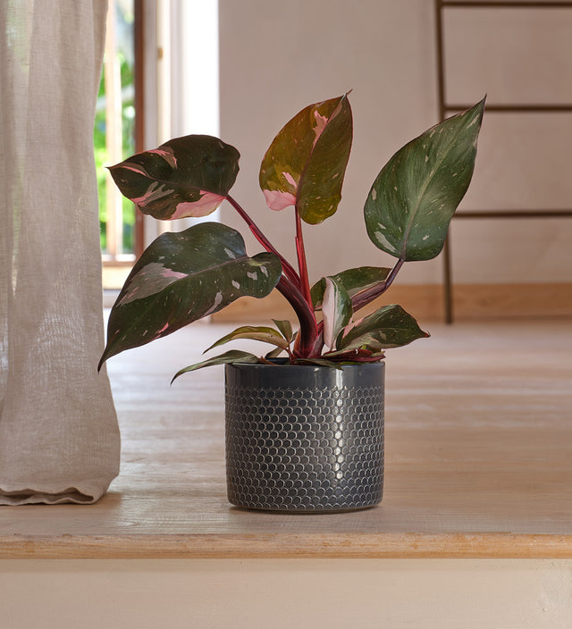 Philodendron Pink Princess