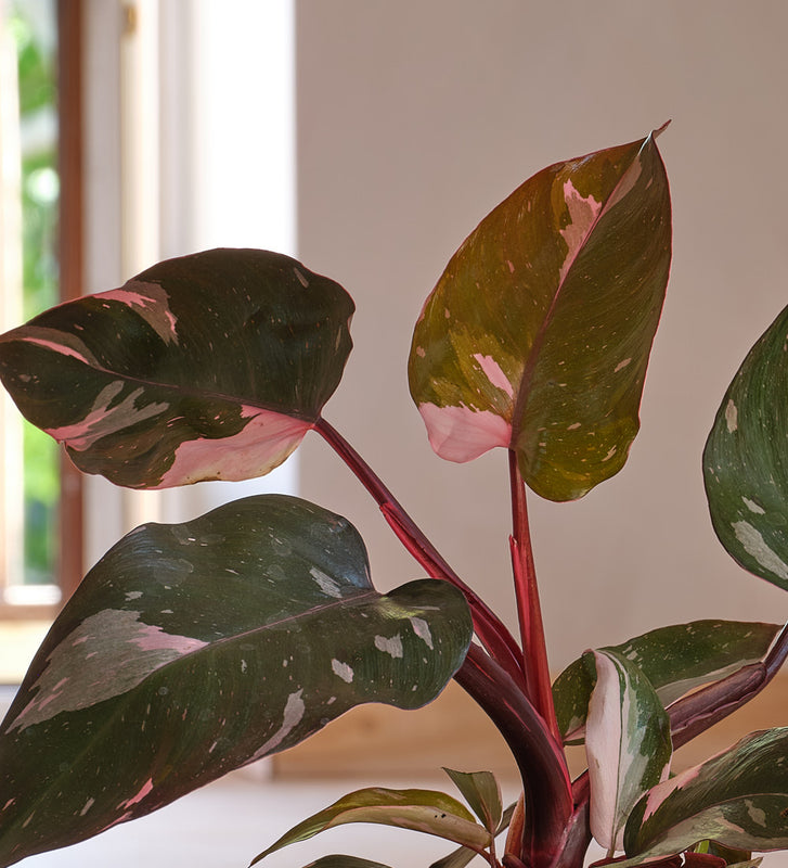 Philodendron Pink Princess