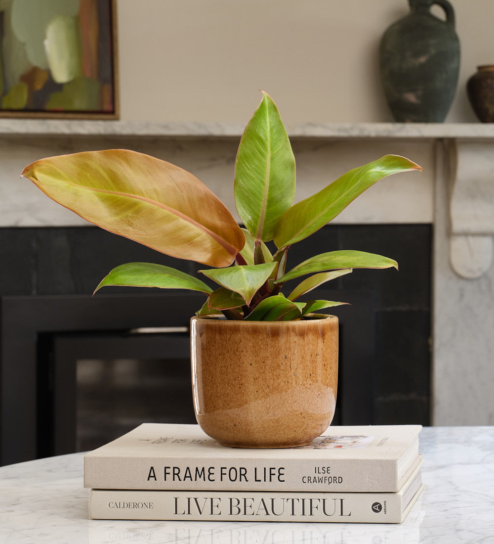 Philodendron Prince of Orange