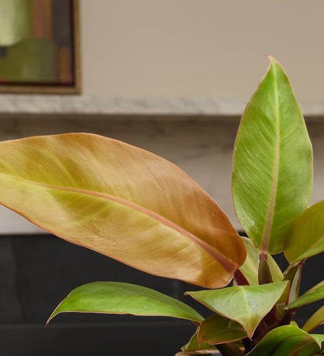 Philodendron Prince of Orange
