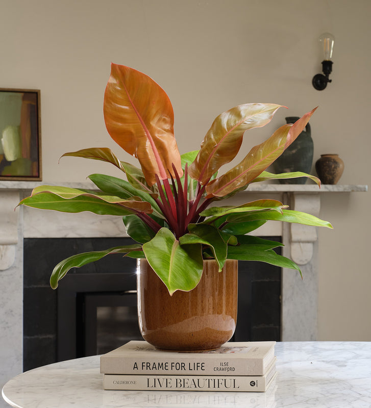 Philodendron Prince of Orange