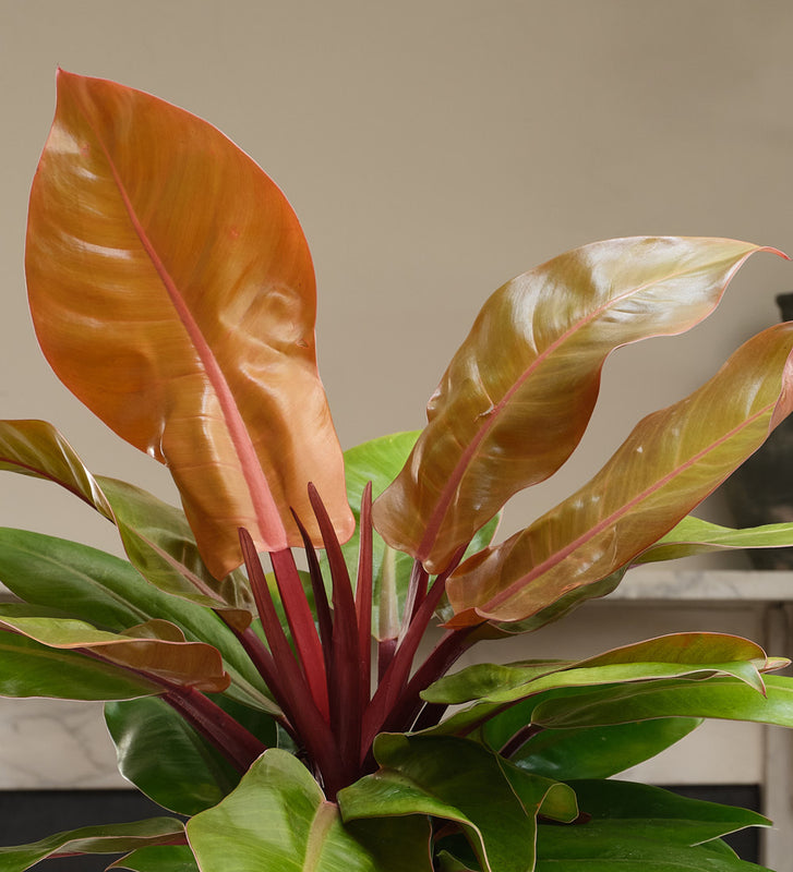 Philodendron Prince of Orange