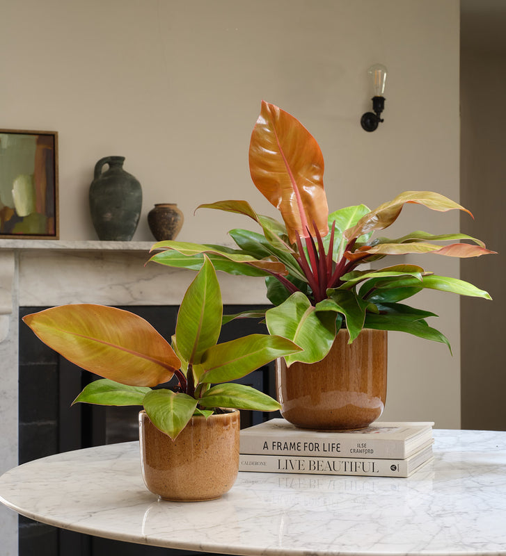 Philodendron Prince of Orange