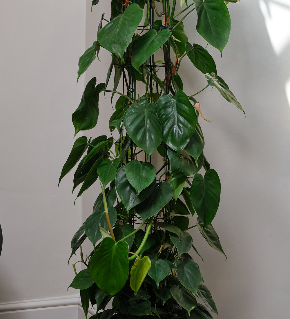 Philodendron Scandens Large