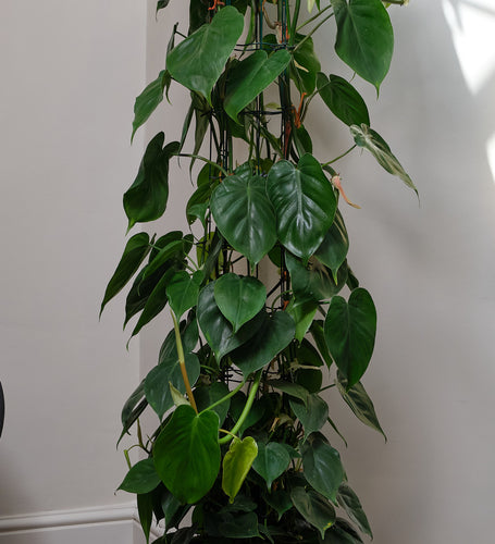 Philodendron Scandens Large