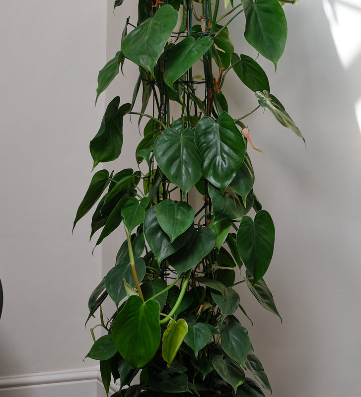Philodendron Scandens Large