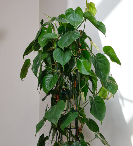 Philodendron Scandens Large