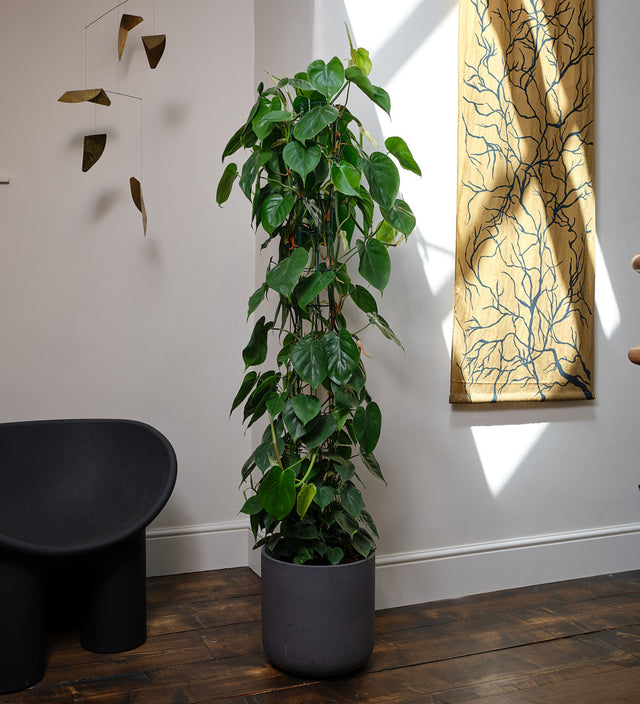 Philodendron Scandens Large