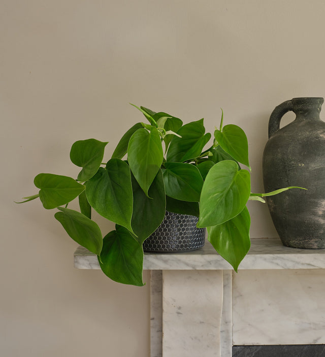 Philodendron Scandens