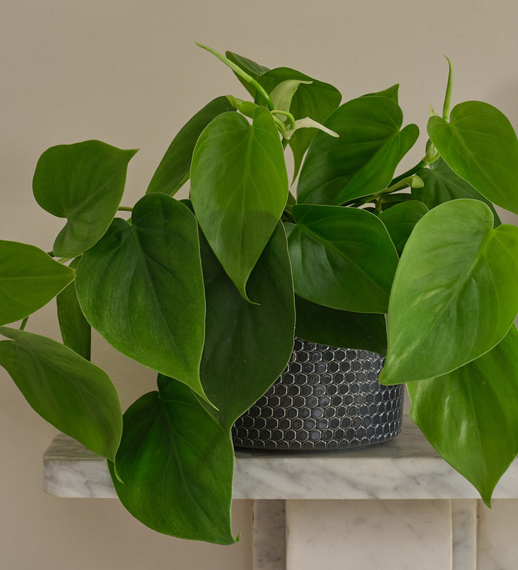 Philodendron Scandens