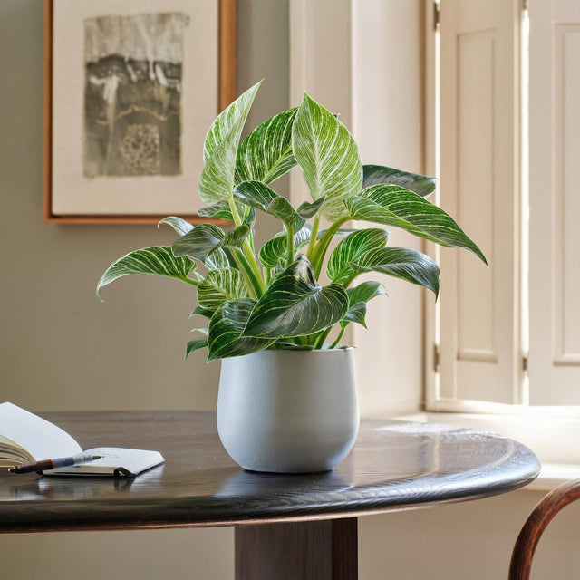 Philodendron Birkin