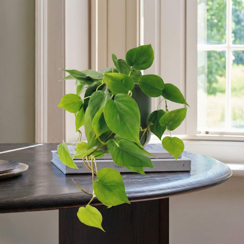 philodendron hard to kill houseplants Philodendron Scandens Trailing Houseplant | Buy Plants Online