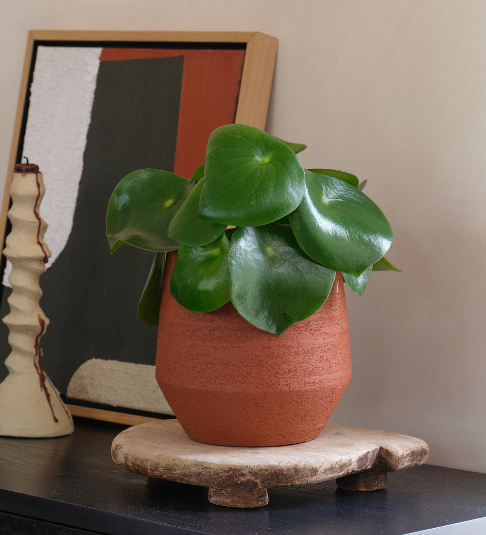 Pilea Raindrop