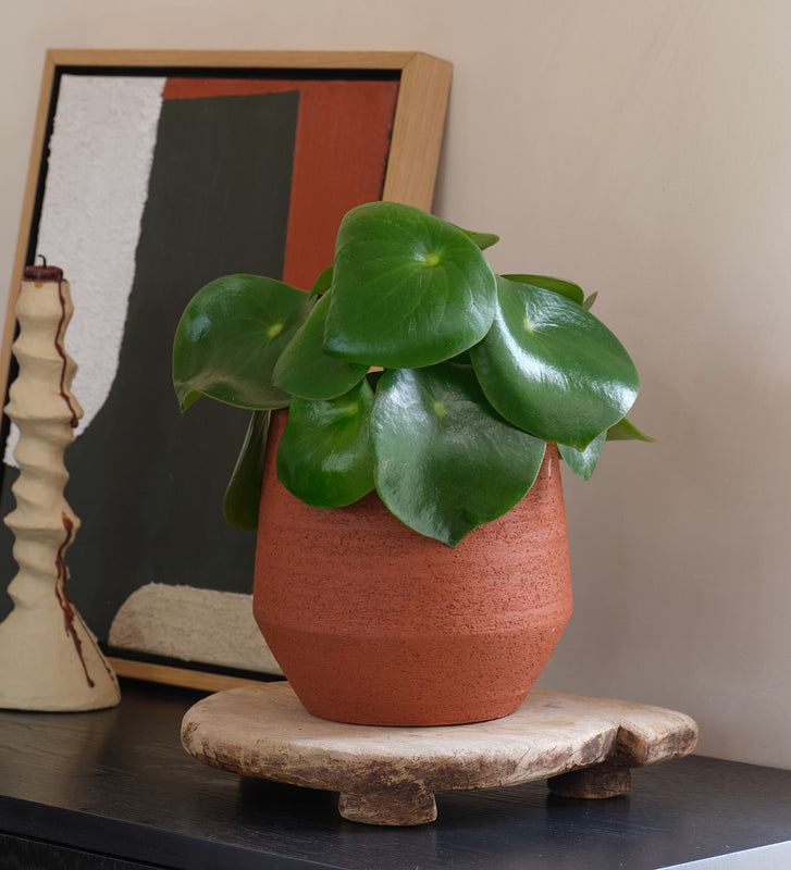 Pilea Raindrop