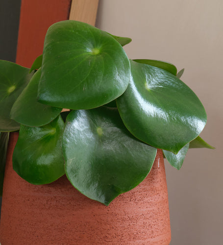 Pilea Raindrop