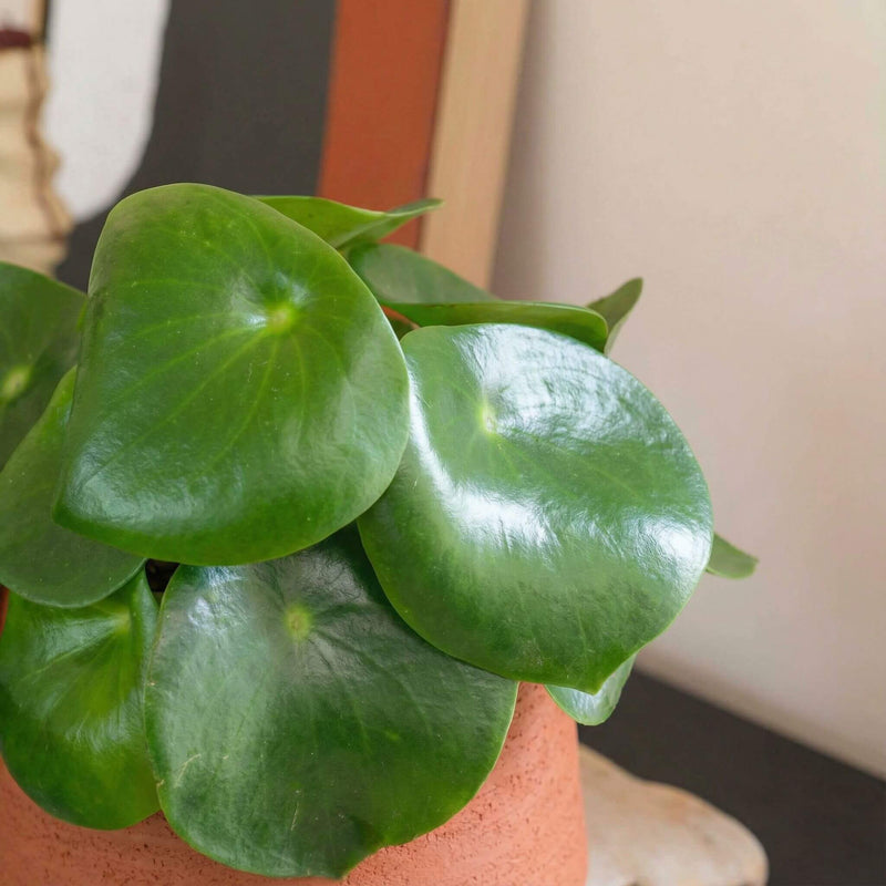 Pilea Raindrop