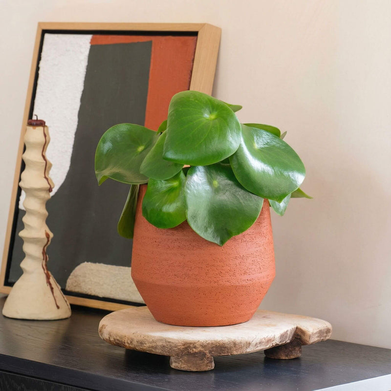 Pilea Raindrop