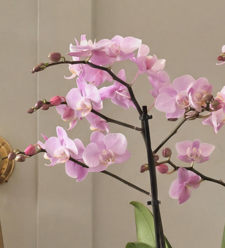 Pink Orchid & Pot
