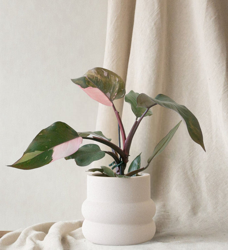 Philodendron Pink Princess