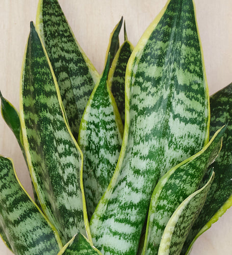 Snake Plant & Pot