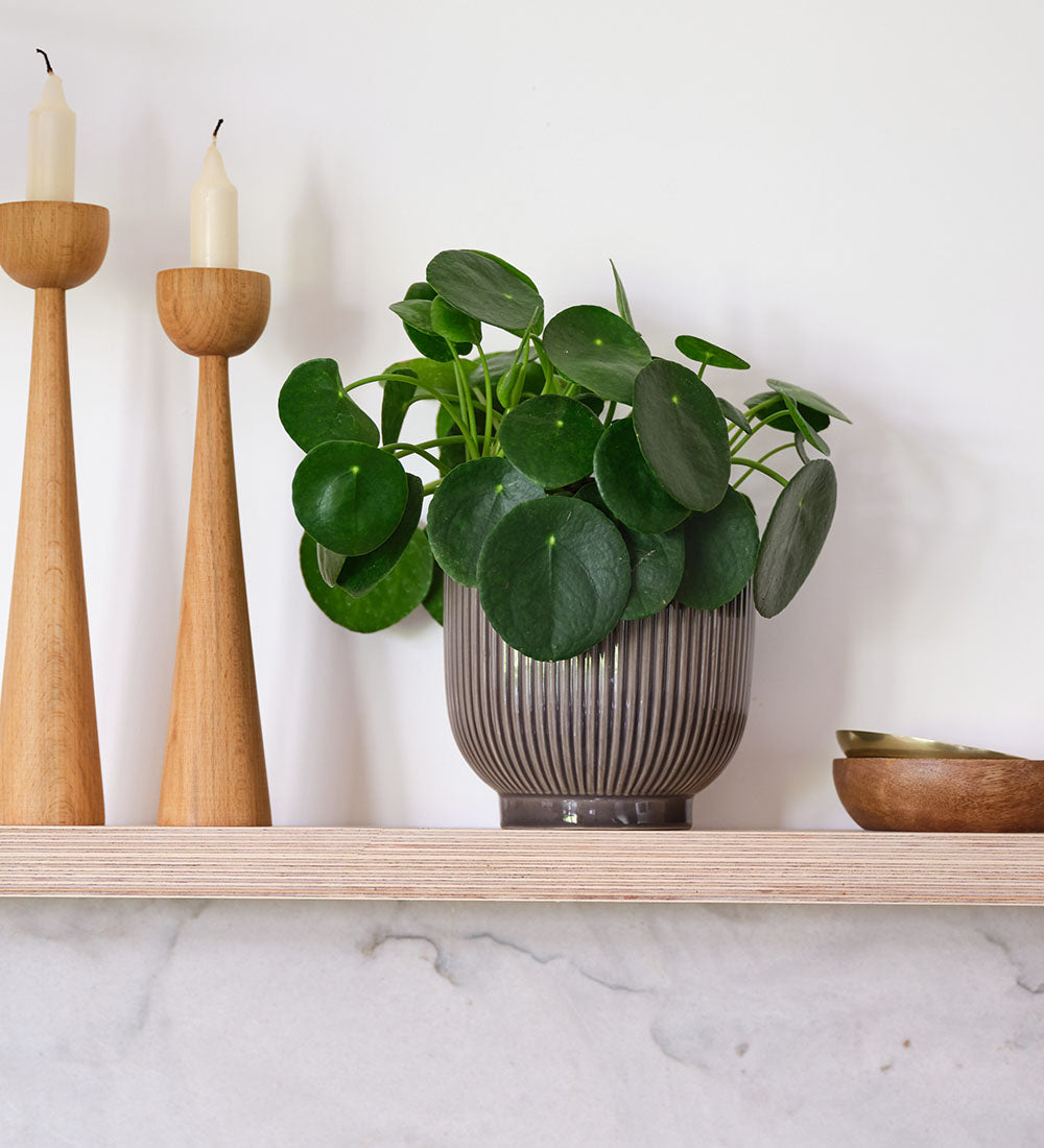 Chinese Money Plant & Pot