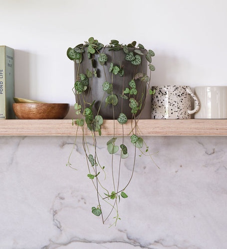 String of Hearts & Pot