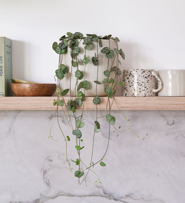 String of Hearts & Pot