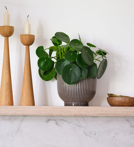 Chinese Money Plant & Pot