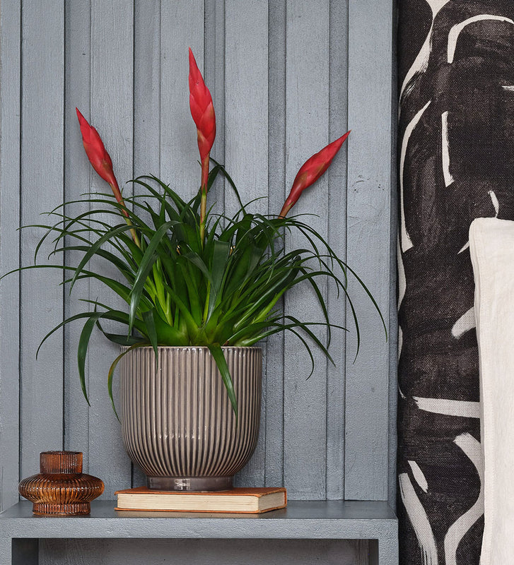 Vriesea Astrid & Pot