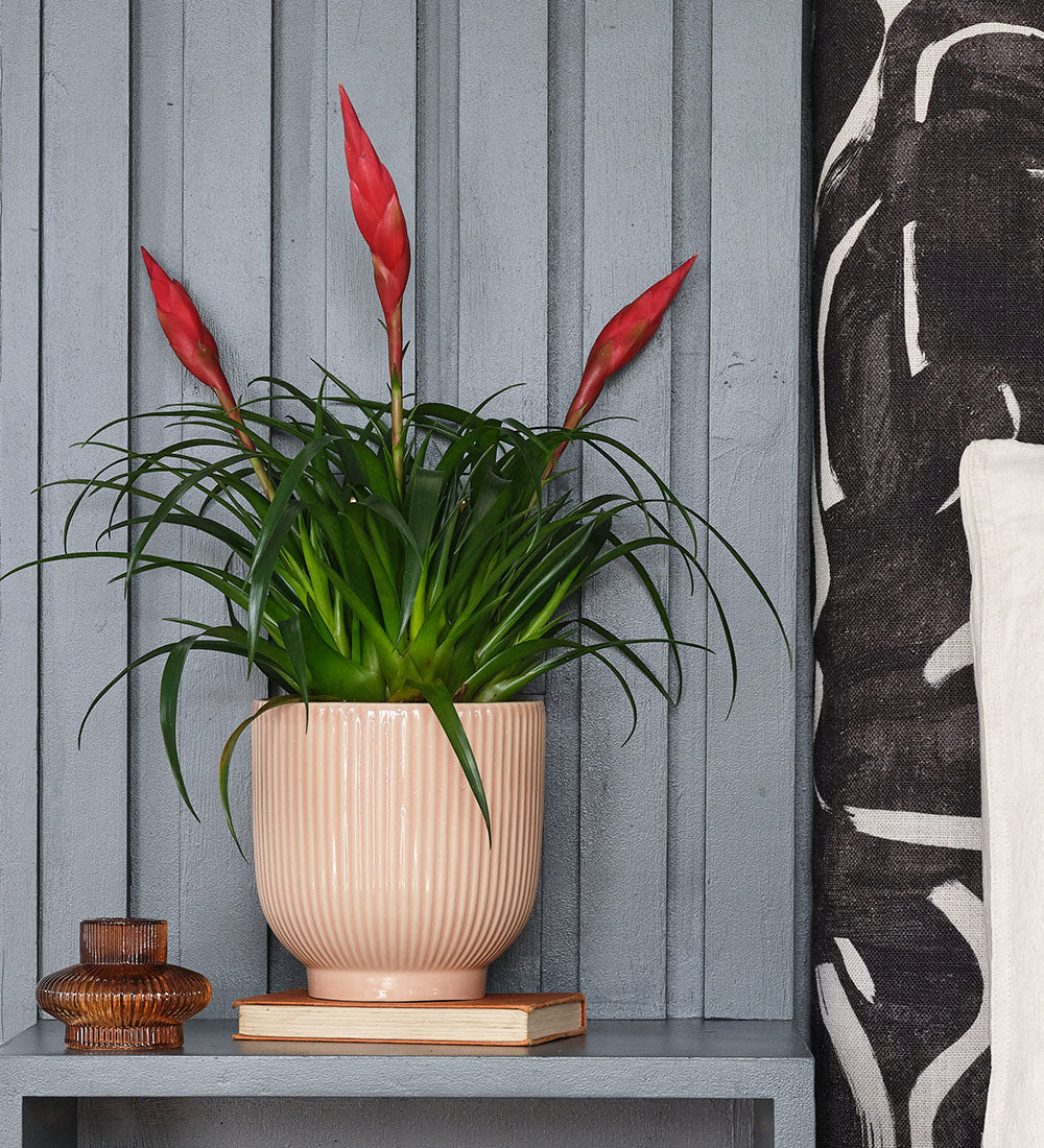 Vriesea Astrid & Pot