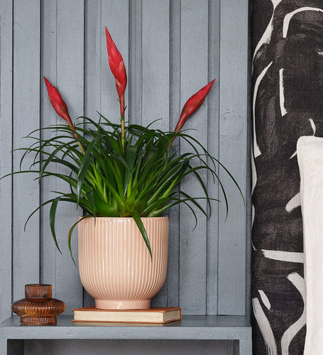 Vriesea Astrid & Pot