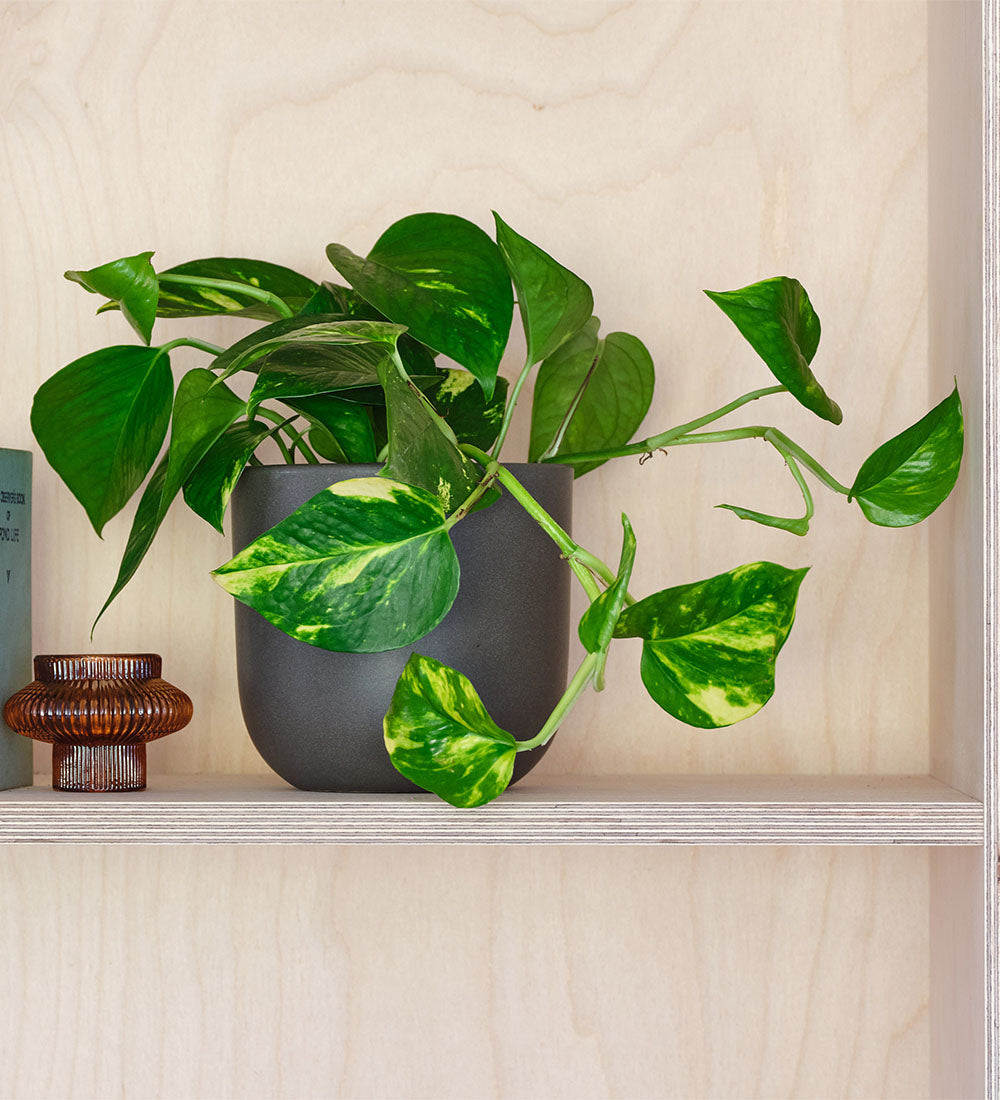 Golden Pothos & Pot