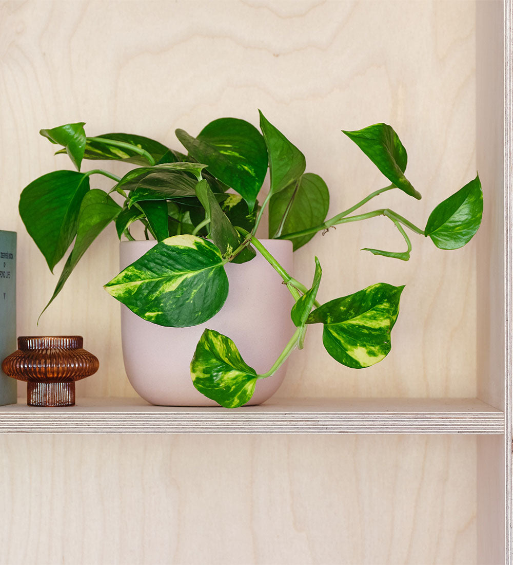 Golden Pothos & Pot