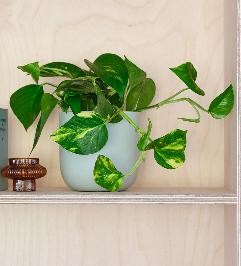 Golden Pothos & Pot