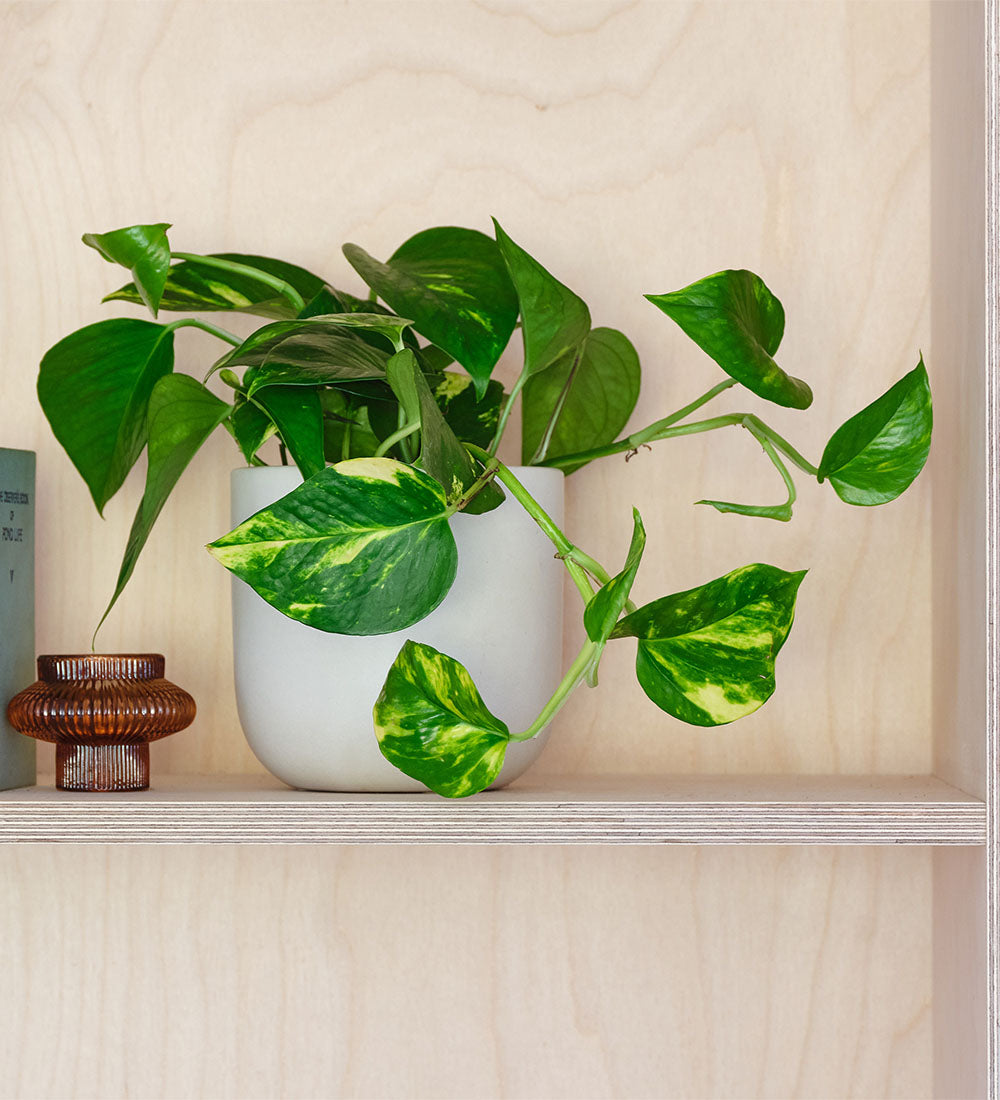 Golden Pothos & Pot