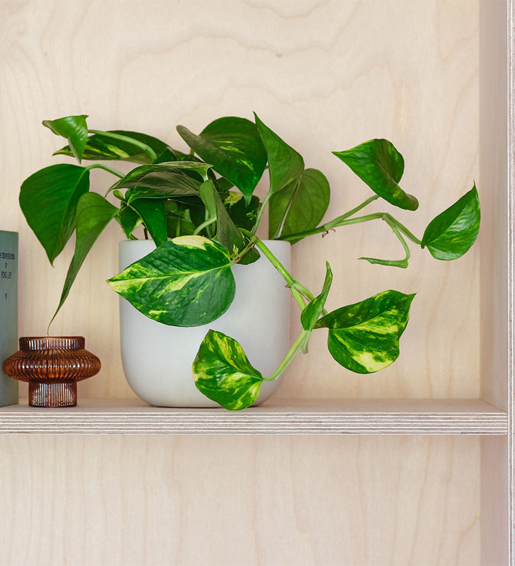 Golden Pothos & Pot