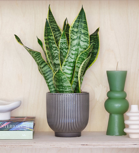 Snake Plant & Pot