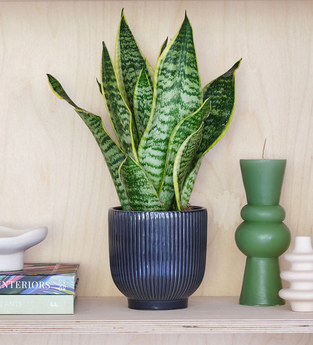 Snake Plant & Pot