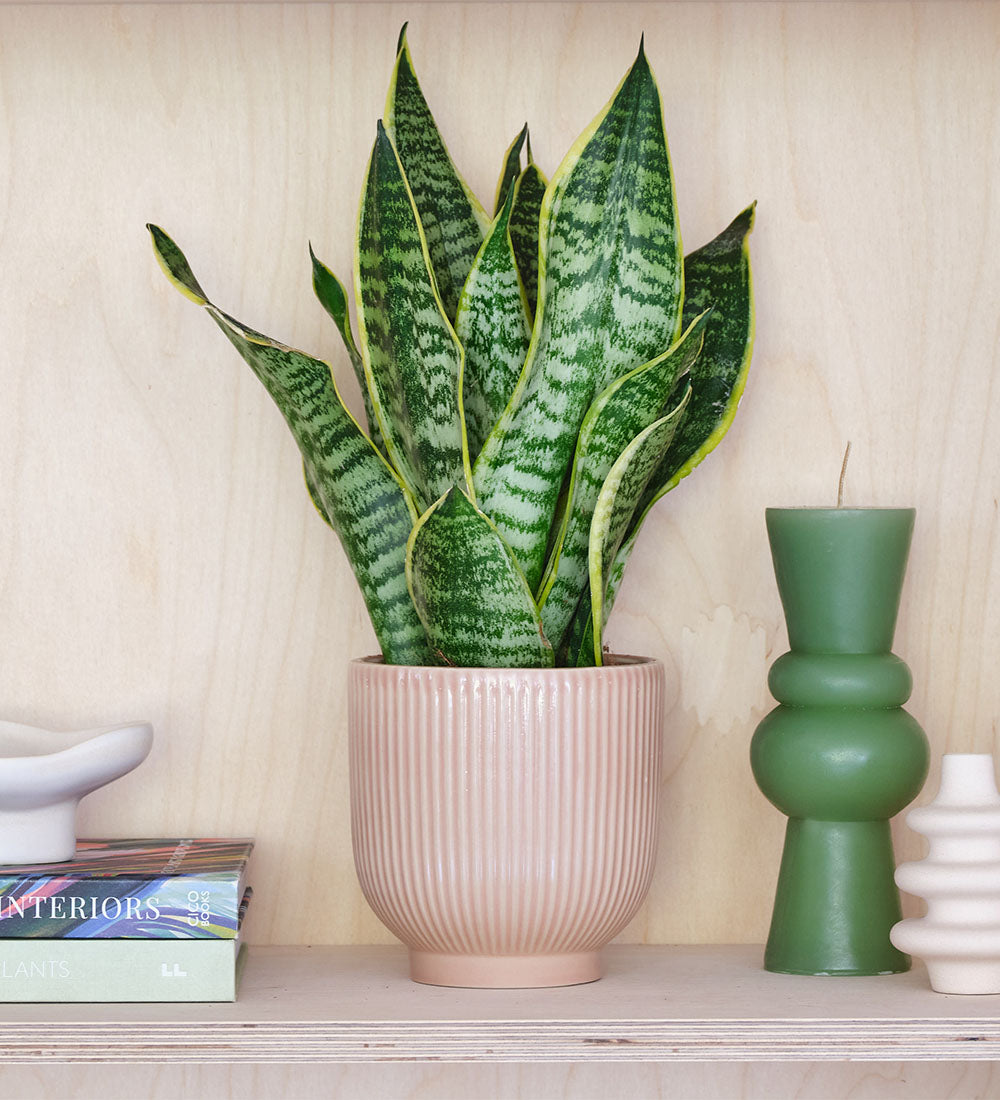 Snake Plant & Pot